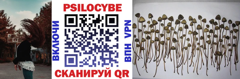 Галлюциногенные грибы Psilocybe  Купить где  Гороховец 